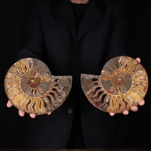 Ammonite Cleoniceras
