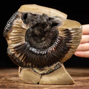 Ammonite Fossile in Nodulo di Septaria